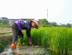 Jakarta Timur Tanam Jagung, Padi, dan Sayuran di 162 Lokasi, Target Panen Puluhan Ton