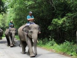 Api di Taman Nasional Way Kambas Berhasil Dipadamkan, Seluruh Gajah Terpantau Aman