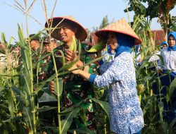 Panen Raya Serentak, Danlanal Dumai Perkuat Ketahanan Pangan Nasional Melalui Hasil Panen Jagung dan Ketela Pohon