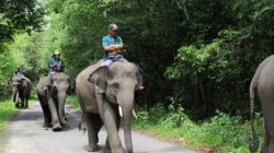 Api di Taman Nasional Way Kambas Berhasil Dipadamkan, Seluruh Gajah Terpantau Aman